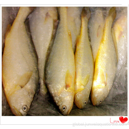 Frozen Mahi Mahi Fish fresh frozen yellow croaker for sale Supplier
